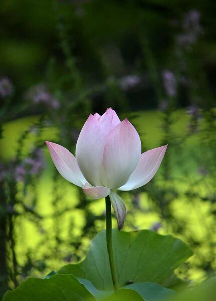 عکس گل قشنگ برای صفحه گوشی