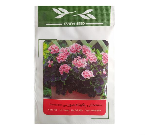 عکس گل شمعدانی صورتی