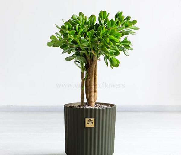 عکس گل یشم ثروت