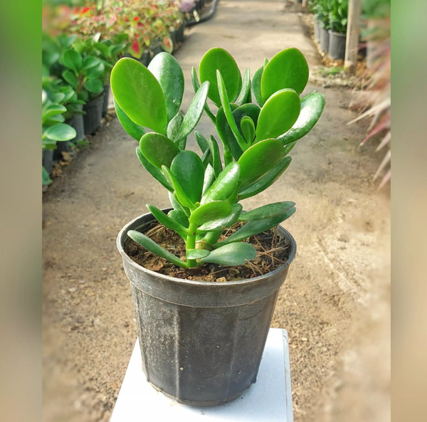 عکس گل یشم ثروت