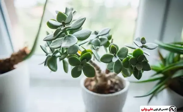 عکس گل یشم ثروت