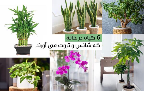 عکس گل یشم ثروت