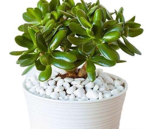 عکس گل یشم ثروت