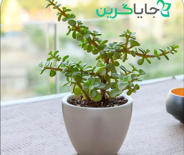 عکس گل یشم ثروت