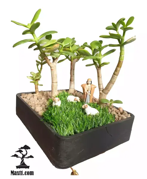 عکس گل یشم ثروت