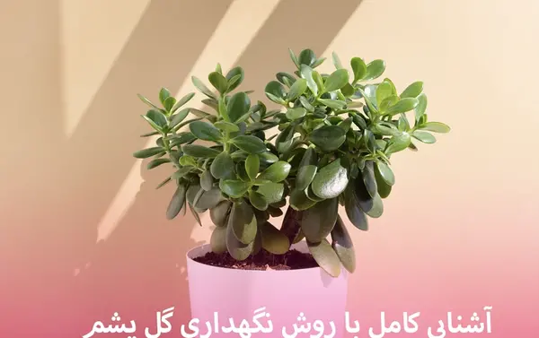 عکس گل یشم ثروت