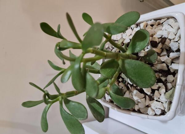 عکس گل یشم ثروت
