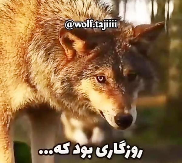 عکس نوشته گرگ لاتی