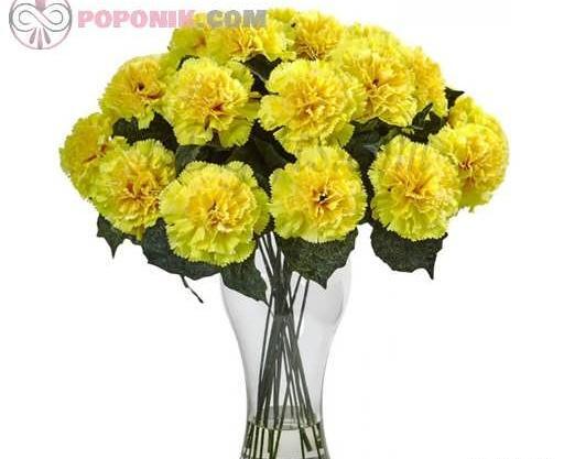 عکس گل میخک سفید