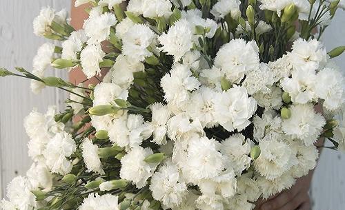 عکس گل میخک سفید