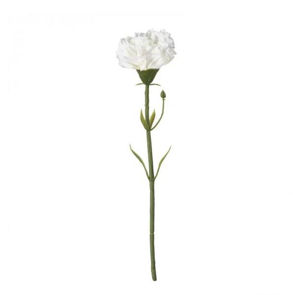 عکس گل میخک سفید