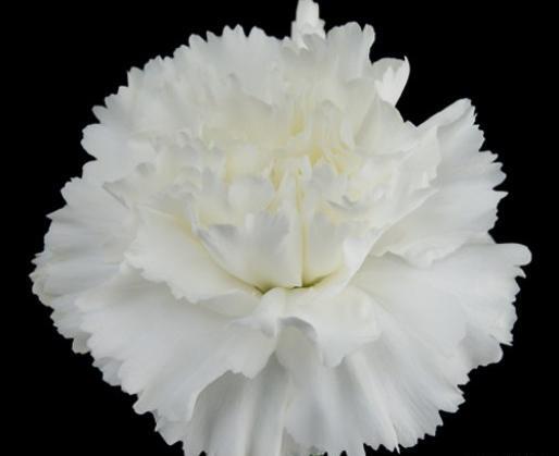 عکس گل میخک سفید
