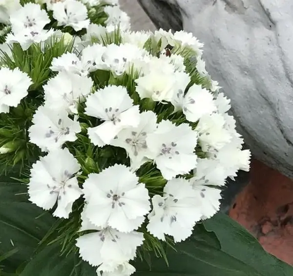 عکس گل میخک سفید