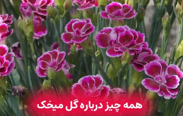 عکس گل میخک سفید