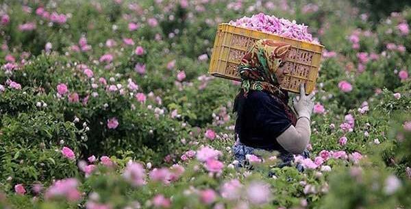 عکس گل محمدی با کیفیت بالا
