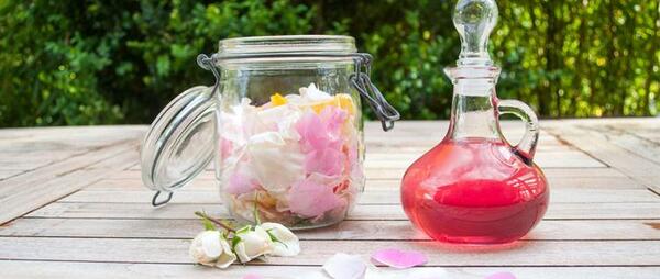 عکس گل محمدی با کیفیت بالا