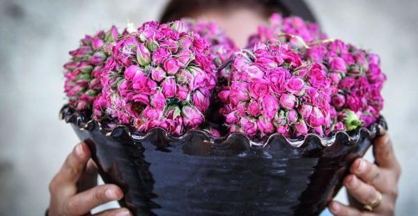 عکس گل محمدی با کیفیت بالا
