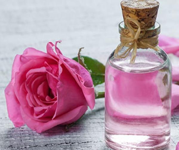 عکس گل محمدی با کیفیت بالا