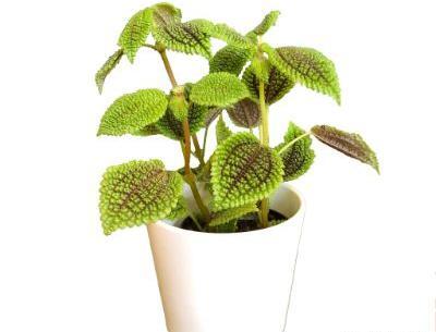عکس گل آپارتمانی زیبا