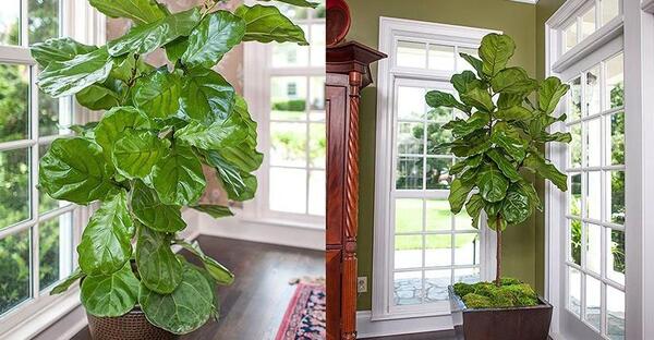 عکس گل آپارتمانی زیبا