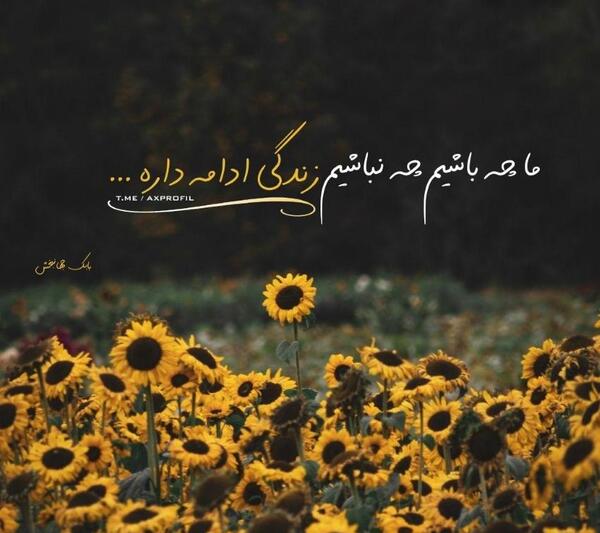 عکس گل نوشته دار غمگین