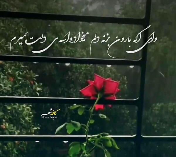 عکس گل نوشته دار غمگین