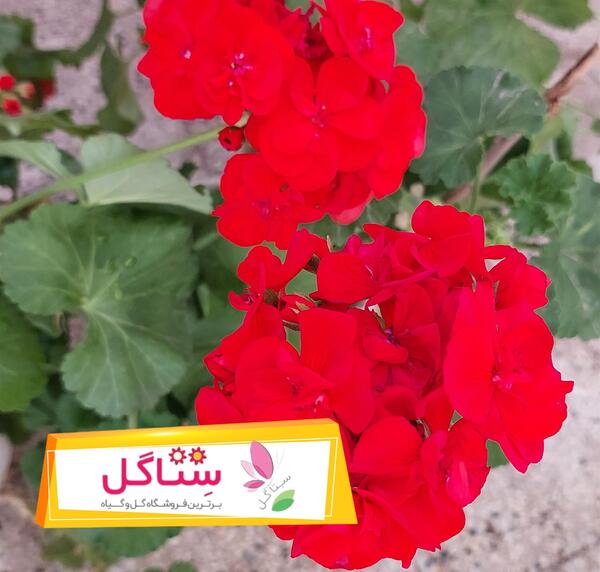عکس گل میمون خشک شده