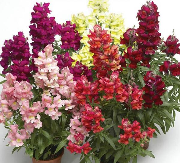 عکس گل میمون خشک شده