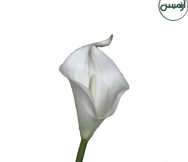عکس گل شیپوری مصنوعی