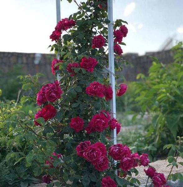 عکس گل نسترن قرمز