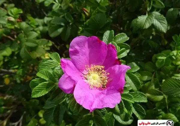 عکس گل نسترن قرمز