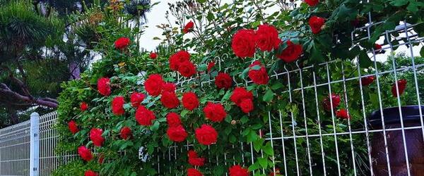 عکس گل نسترن قرمز