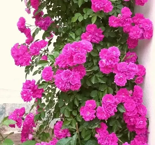 عکس گل نسترن قرمز
