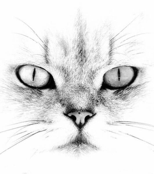 عکس طراحی سیاه قلم حیوانات