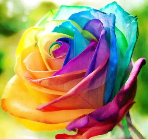 عکس از گل و بلبل