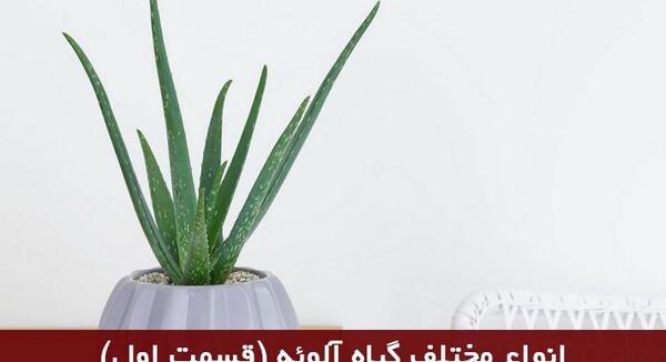 عکس انواع گل آلوورا