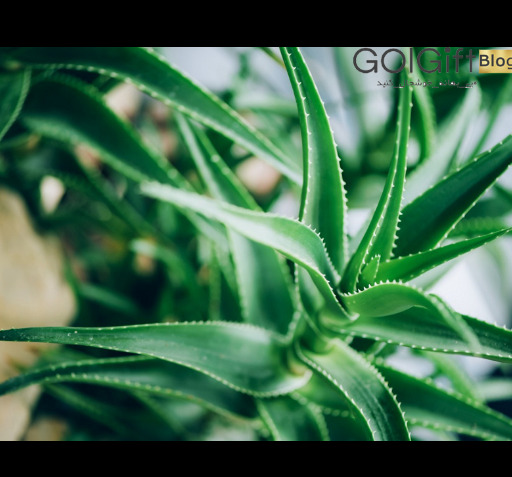 عکس انواع گل آلوورا