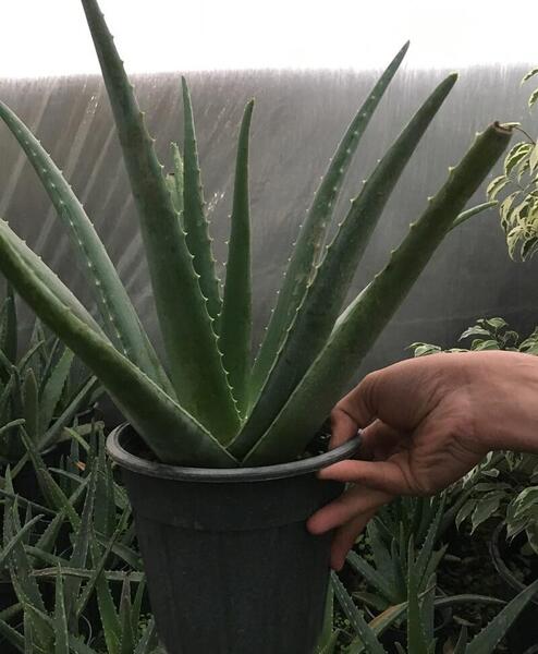عکس انواع گل آلوورا