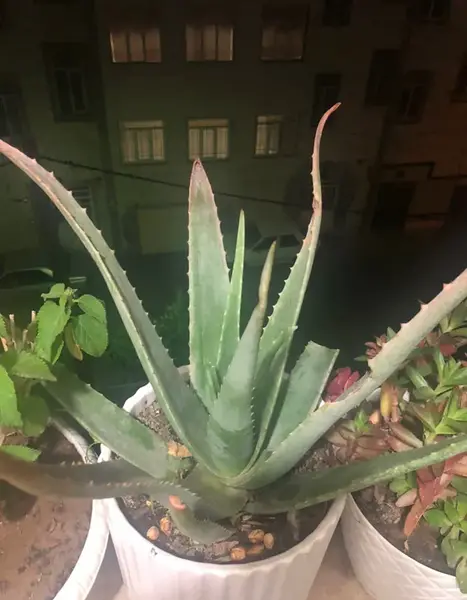 عکس انواع گل آلوورا