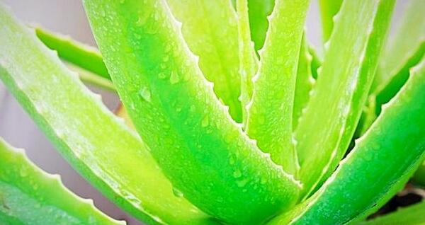 عکس انواع گل آلوورا