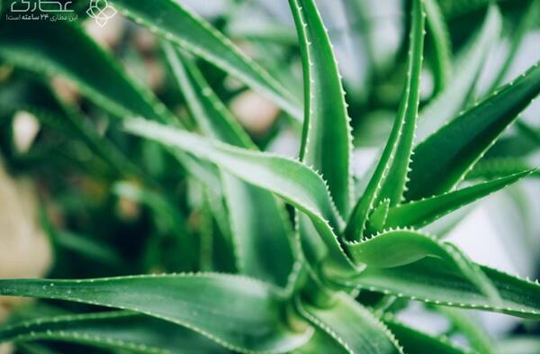 عکس انواع گل آلوورا