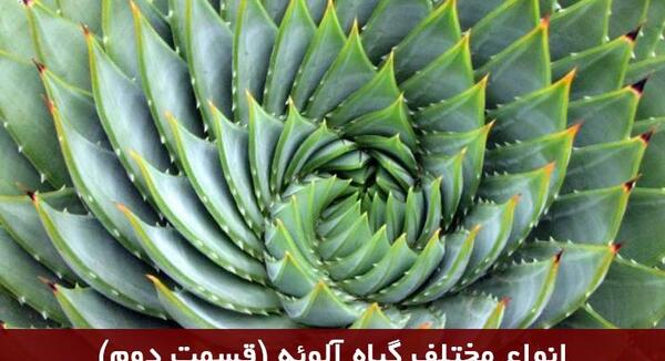 عکس انواع گل آلوورا