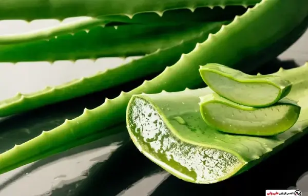 عکس انواع گل آلوورا