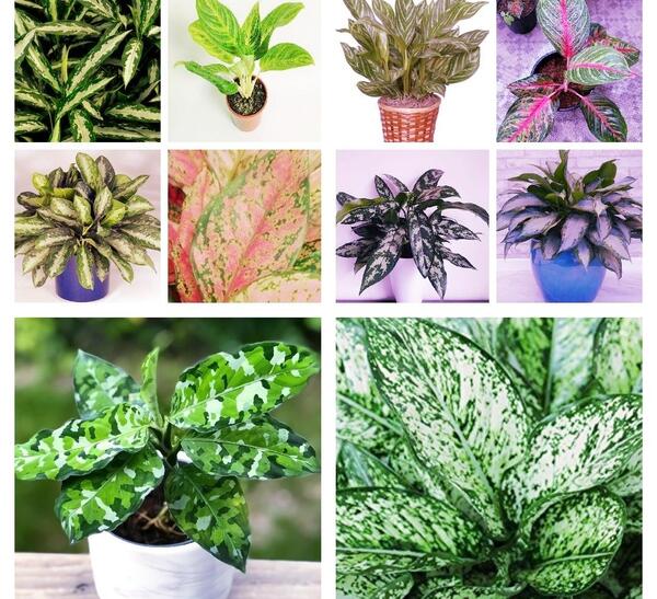 عکس انواع گل آگلونما