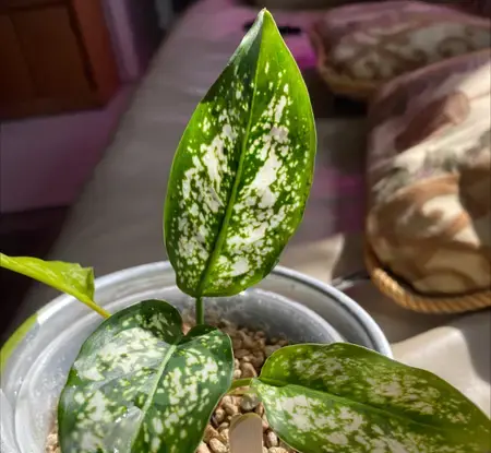 عکس انواع گل آگلونما