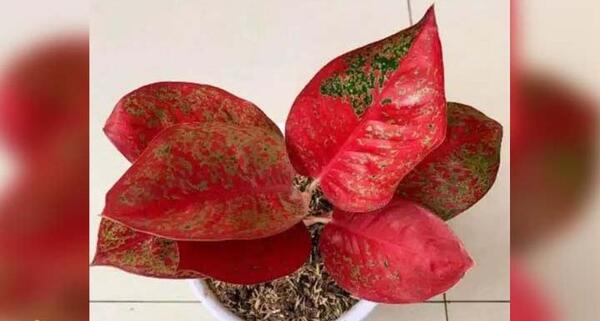 عکس انواع گل آگلونما