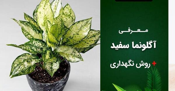 عکس انواع گل آگلونما