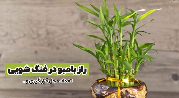 عکس گل رزق و روزی
