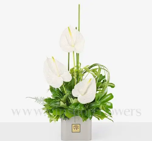 عکس گل سفید برای تسلیت