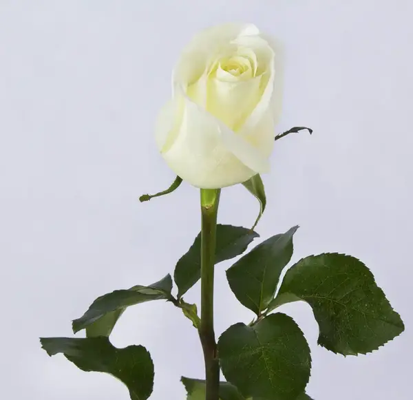 عکس گل سفید برای تسلیت